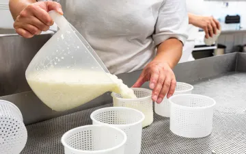 Sajt készítése a Baráthegyi Majorság sajtüzemében